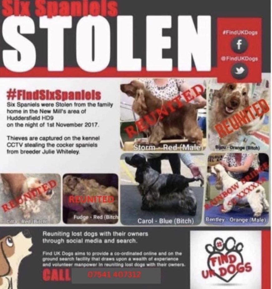 #SpanielHour 

WHERE IS CAROL - 5 out of 6 have been found but this gorgeous lady is still out there
Do you remember Bentley who died of an infection when these thieves took out his chip 
THIS IS HIS FRIEND ⬇️ we need her home DO U KNOW WHERE SHE IS? 
Stolen NOV 2017 #HD9