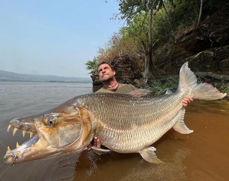 This is Goliath Tigerfish. It is said to be the bigger and deadlier version of Piranhas. It has 32 teeth that are of similar size to those of a great white shark and has been known to attack humans and even crocodiles.