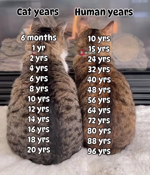 A qualitative comparison based on physiology between cats and human age.