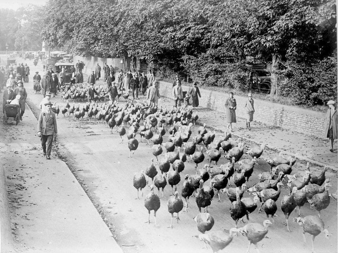 A photograph from 1927 of people Driving turkeys through Attleborough in Norfolk.