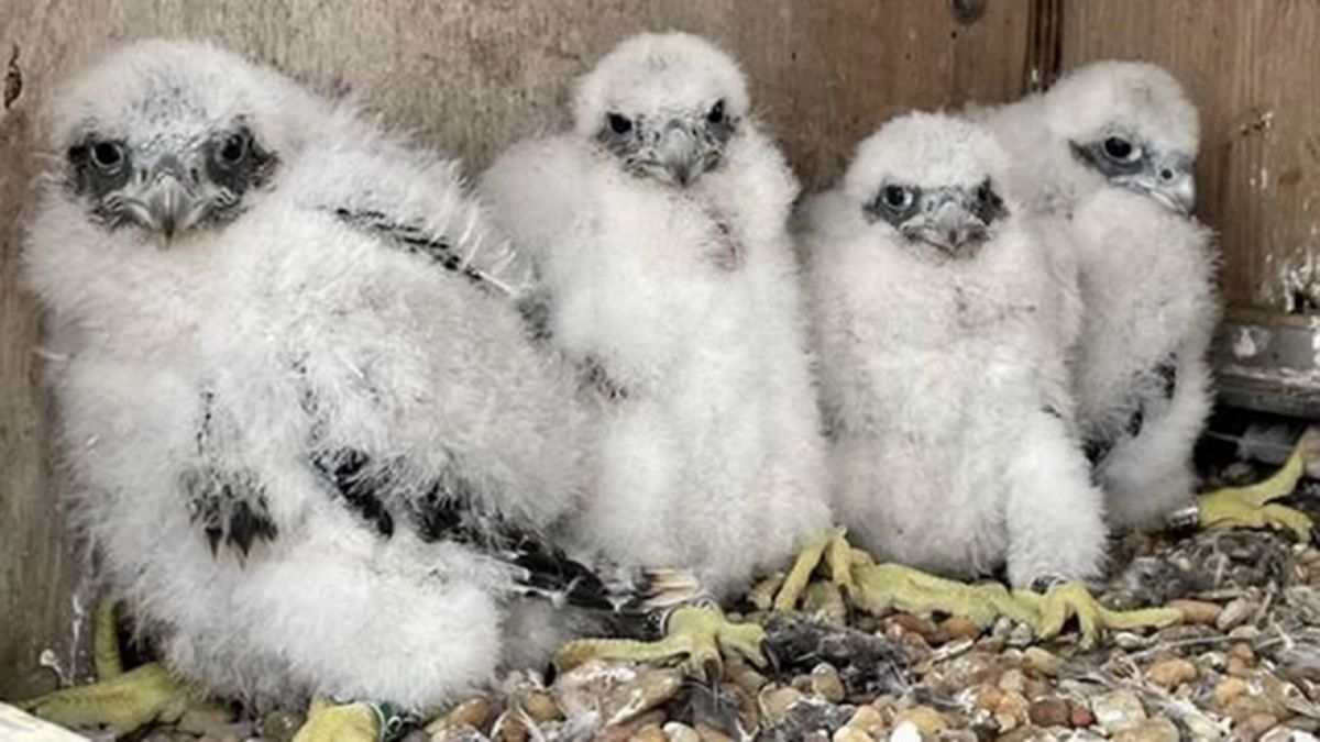 Contest underway to name four falcon chicks recently hatched atop Mario M. Cuomo Bridge 7ny.tv/4akEJIE