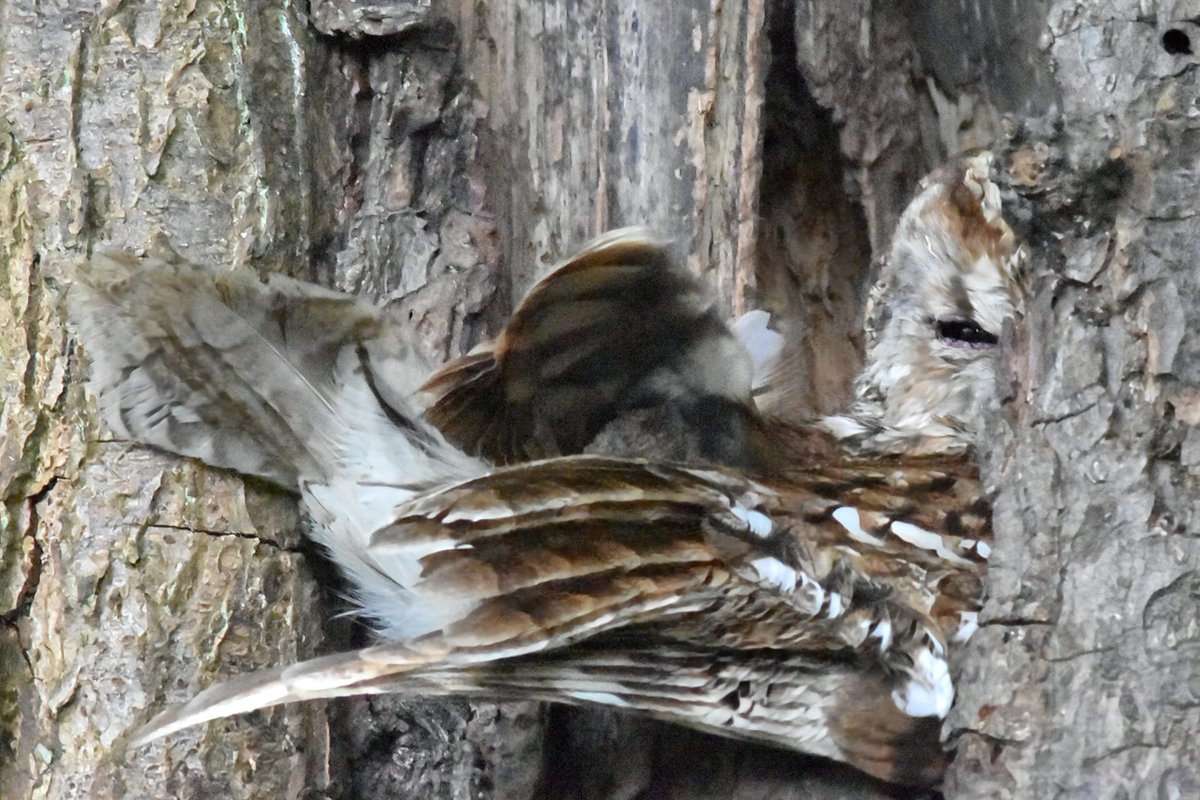 Nesting tawny owl, Botton @teesbirds1