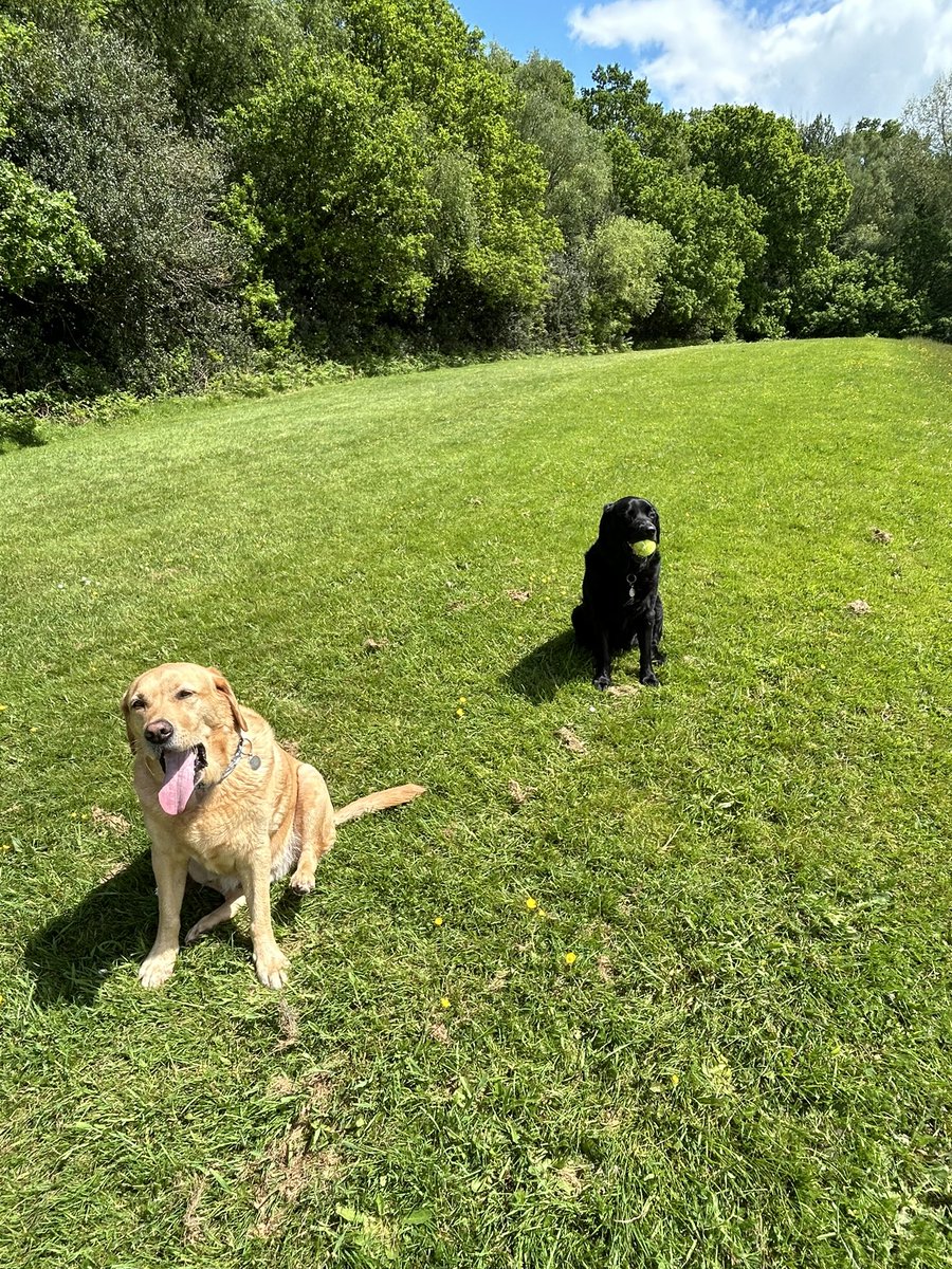 HenryandTed1's tweet image. A quiet one this afternoon!
Local fields, buttercups and blue skies! #Pawfect!