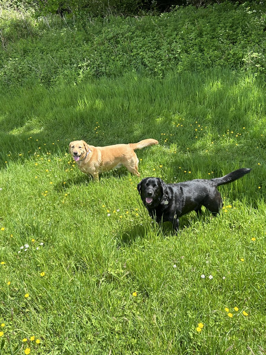 HenryandTed1's tweet image. A quiet one this afternoon!
Local fields, buttercups and blue skies! #Pawfect!