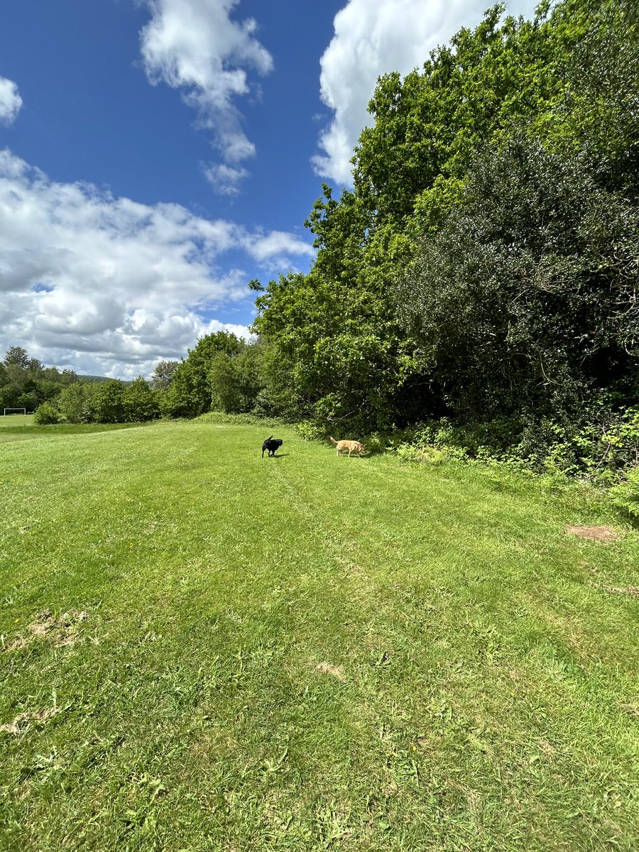 HenryandTed1's tweet image. A quiet one this afternoon!
Local fields, buttercups and blue skies! #Pawfect!