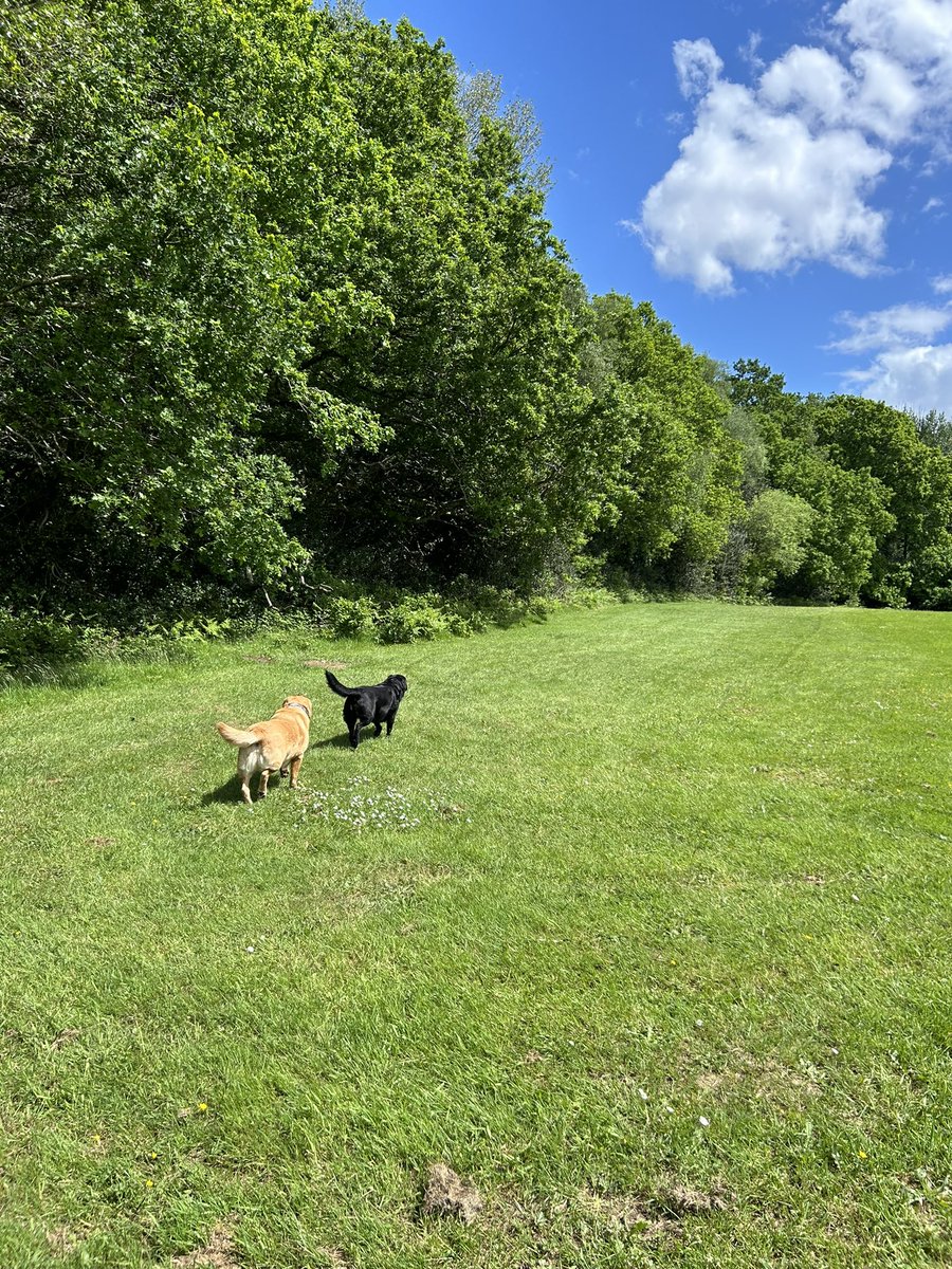 HenryandTed1's tweet image. A quiet one this afternoon!
Local fields, buttercups and blue skies! #Pawfect!