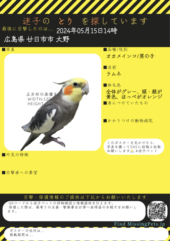 nekonare_sub's tweet photo. 📢拡散希望
広島県廿日市市 で とり が迷子です

名前はラムネ
オカメインコの男の子

[詳細]
⬇️目撃・保護等の情報をお届けください🙏
https://t.co/Z8ajdf4O03

[検索ワード]
#迷い鳥 #鳥好きさんと繋がりたい
FindMissingPets 🐦 迷子鳥 迷子ペット 探しています https://t.co/7HcNactaax