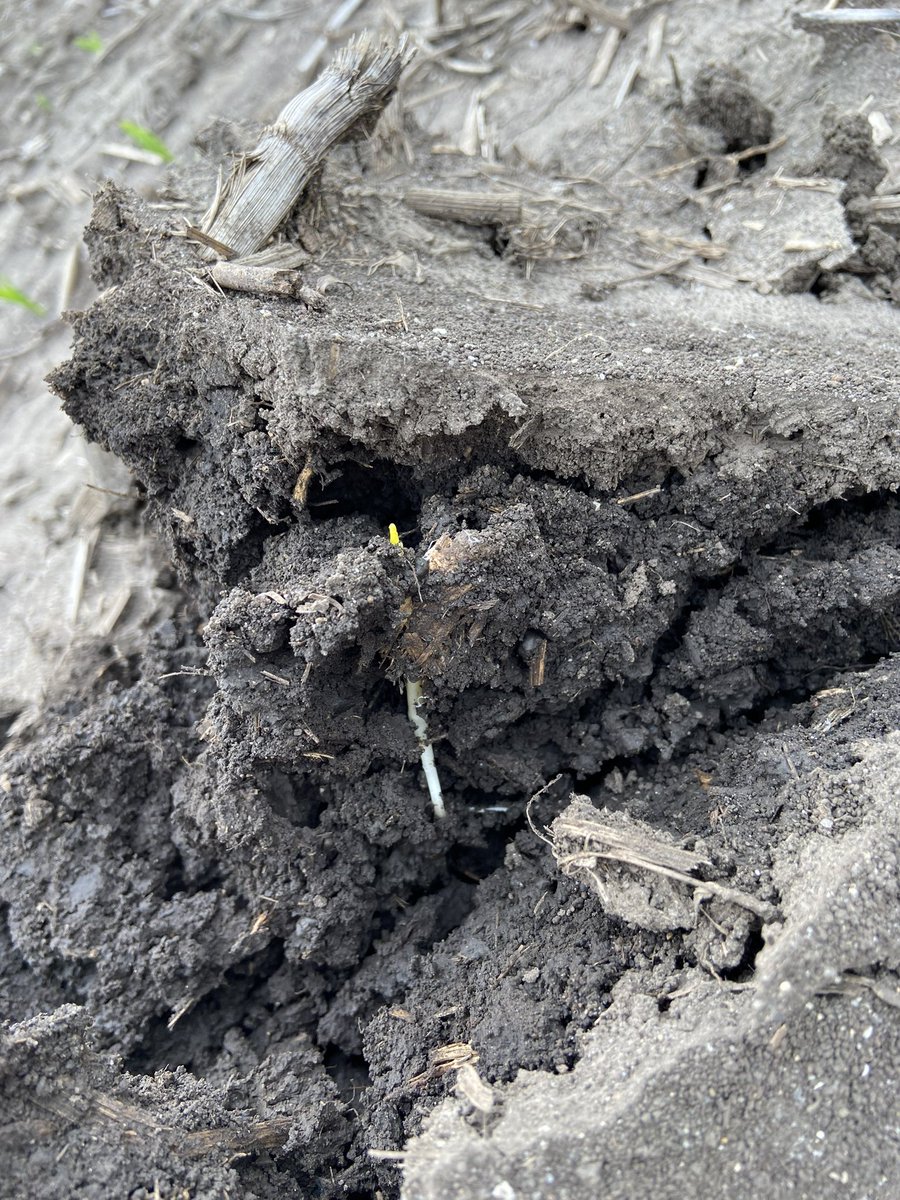 Finding some fields that might require asking grandpa how to run the rotary hoe. 

In many cases If you have a heavy crust and plants aren’t turning around yet, you are better off to run a rotary hoe and reassess in a week than rip up April planted corn