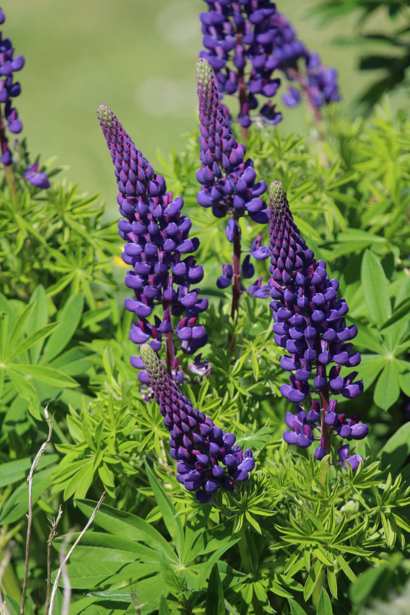 The lovely lupins have just started to show off...