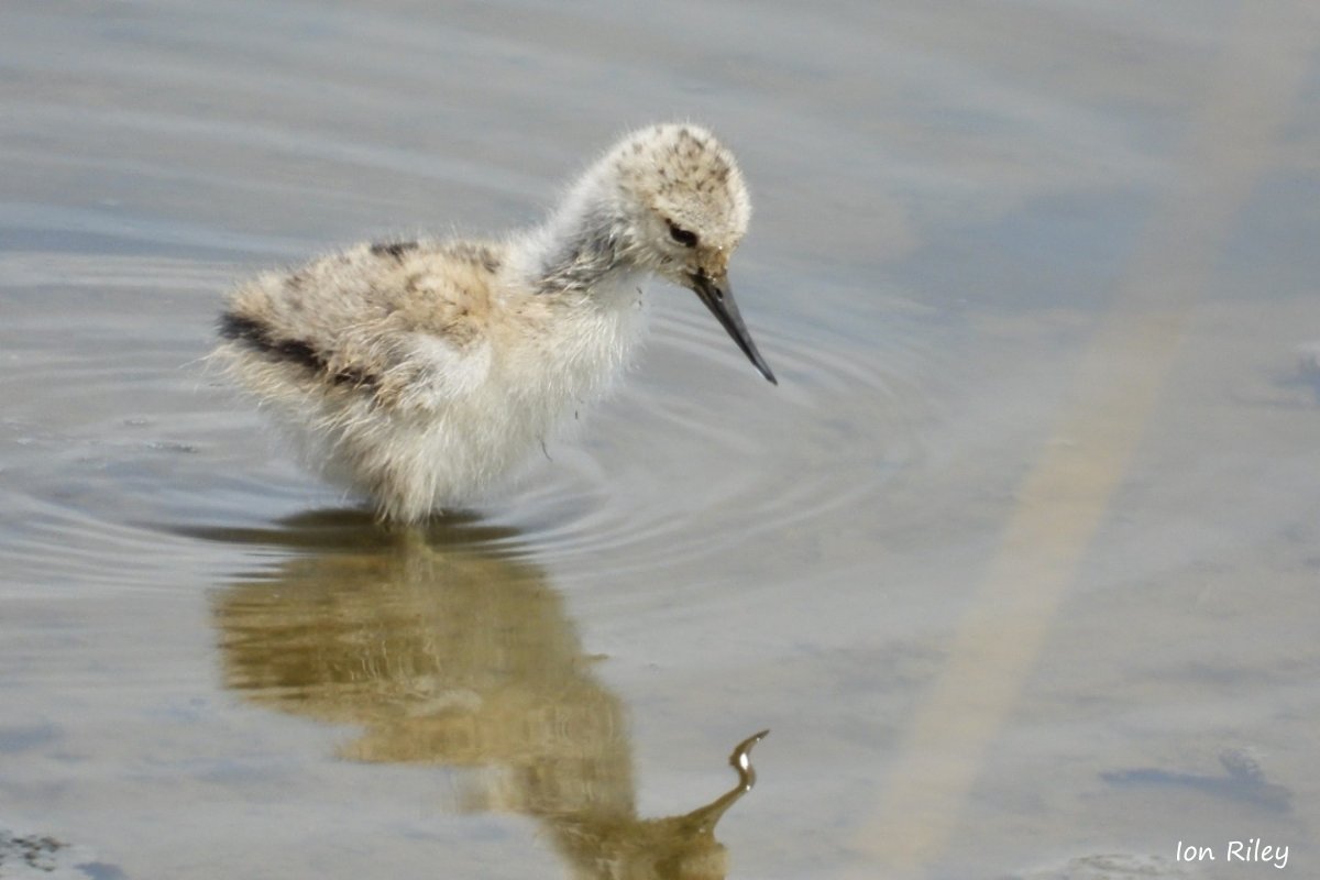 Cuteness alert 😍 Check out this very fluffy avocet chick recently spotted at #UptonWarren - aren't they gorgeous?!