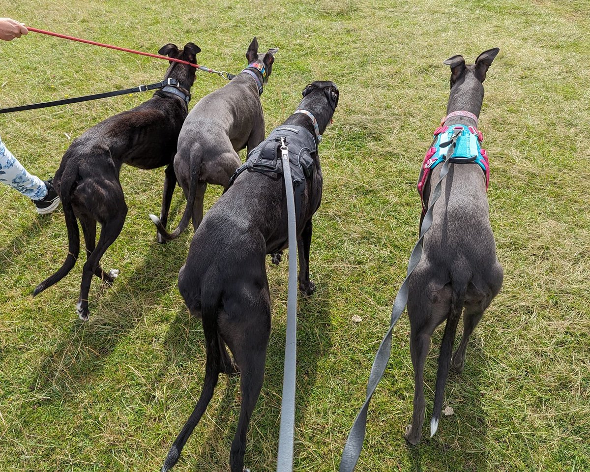 Forever Hounds Trust tweet media