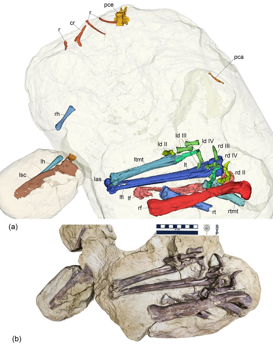 Andrey Atuchin tweet media