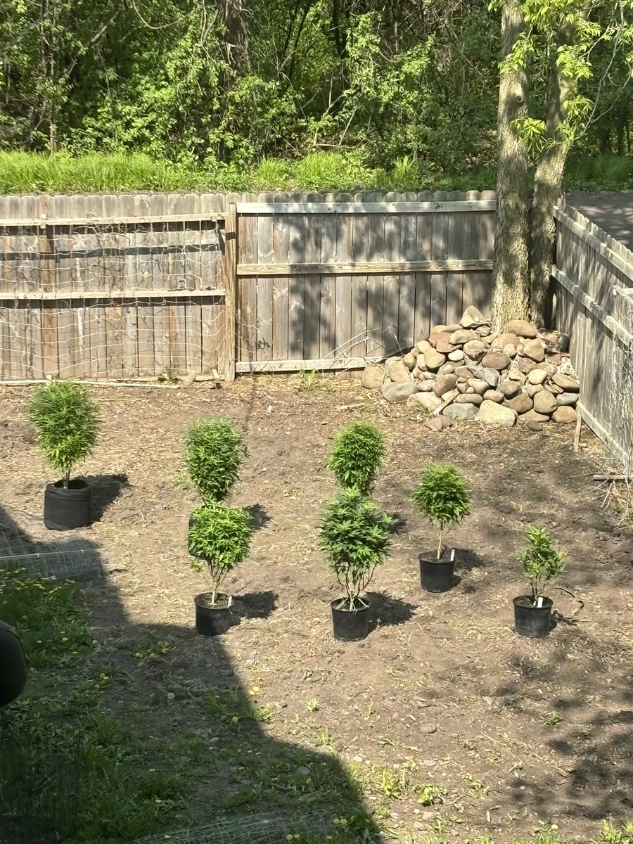 They look so small from up here… I hope they fill in once they get planted…. 😂