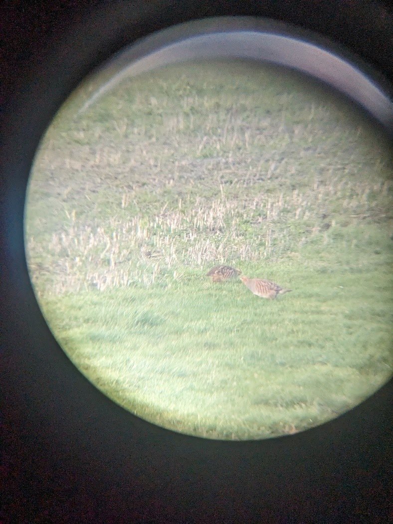 🌄 The Scottish Lowlands team has just wrapped up the 10th year of spring grey partridge pair surveys at Balgonie Farm! Despite some setbacks (like a gear stick issue!), we counted 40 pairs of grey partridges this spring—similar to the last few years. #GreyPartridge