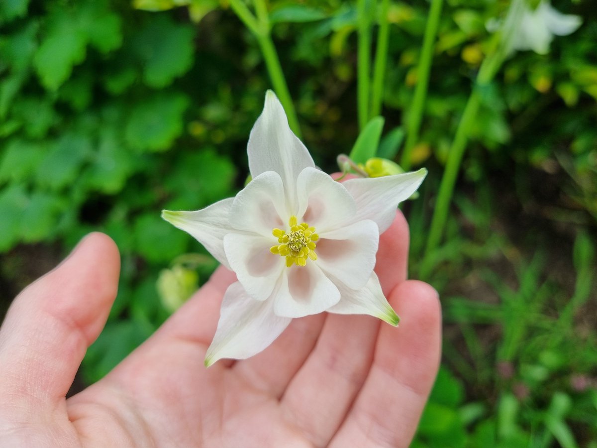 Oh thank goodness, a white aquilegia! I thought I'd lost them all. This one has popped up near a conifer and seems to be thriving 🤍 #GardeningTwitter