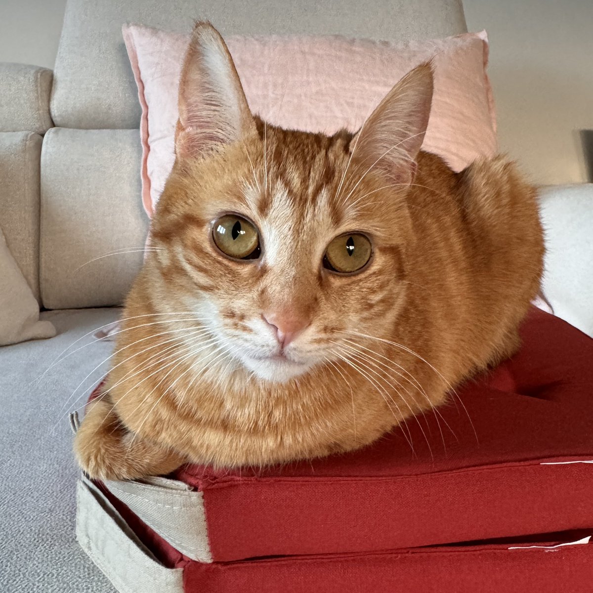 Our CEO (Cat Executive Officer) says hi $TORI