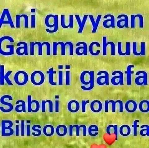 MitikuTadele7's tweet image. Ukkaamsaa Finfinneetti naannoo boolee 0912094148