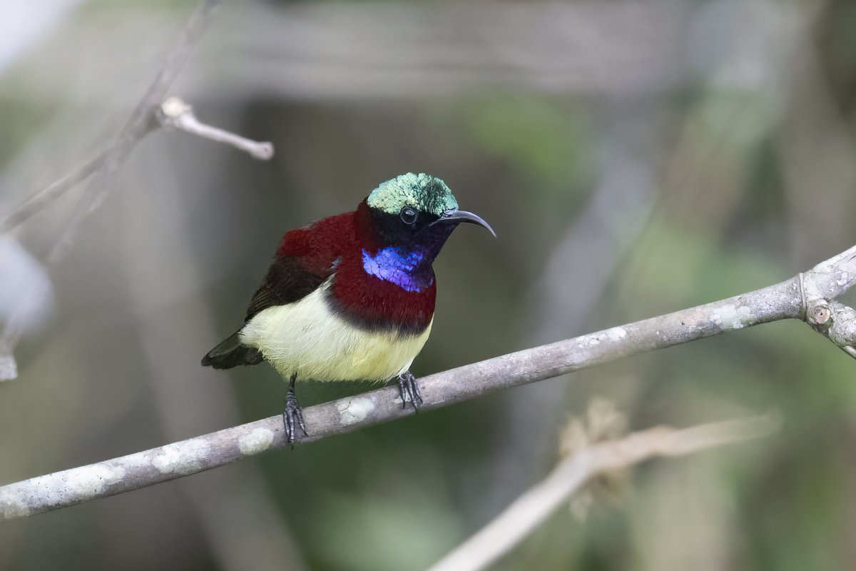 @kirola_hemant Crimson backed Sunbird, Kerala #IndiAves #photohour #nectarbills