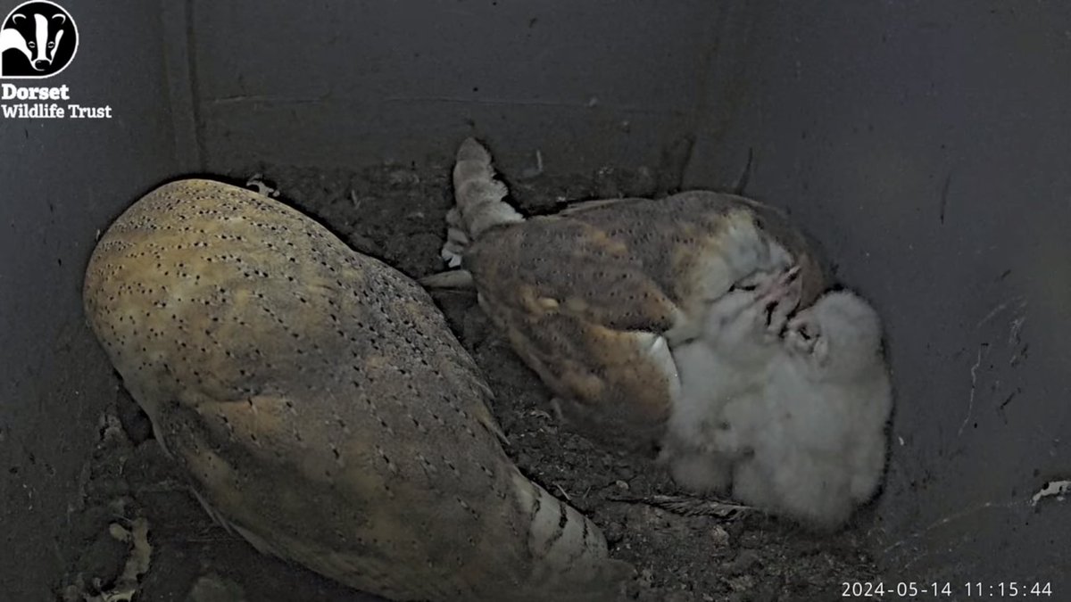 Have you been keeping up with the barn owl family? 👀 🦉 The chicks are growing stronger each day! Tune in live here 👉 bit.ly/437rWHm ~ Jack