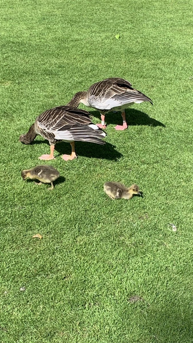 Very privilege to represent @kidsinmuseums with our fab trustee @ChristinaLister at the king’s garden party to celebrate the cultural and creative industries. And there were royal ducklings!