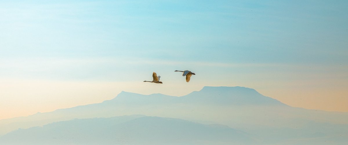 GM Everyone 😊

Make it a beautiful day ☮️

#wednesdayvibes #birding #montana