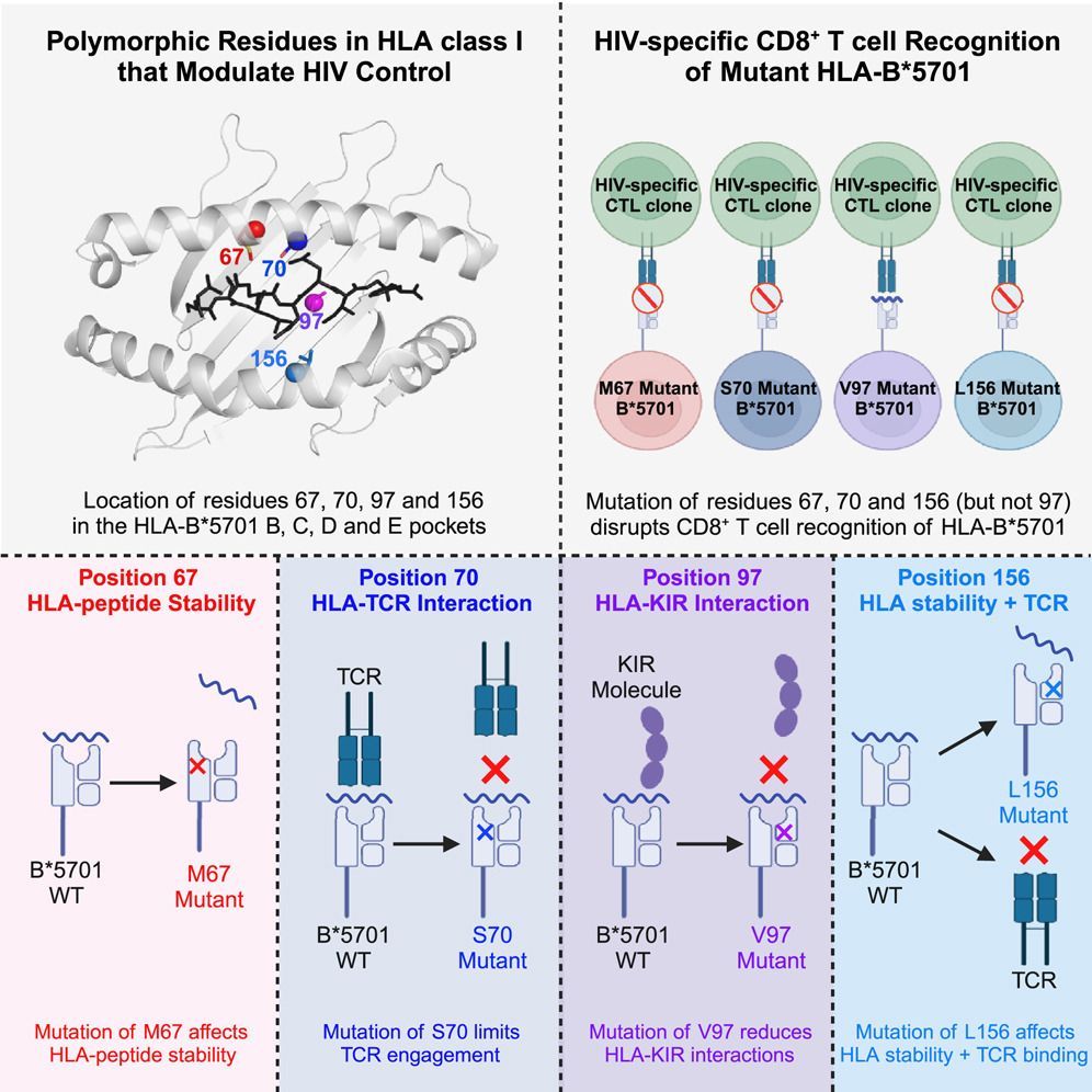 Polymorphic residues in HLA-B that mediate #HIV control distinctly modulate peptide interactions with both TCR and KIR molecules

<a href="/Structure_CP/">Structure</a> 

Senior author is A/Prof Gaiha Gaurav – <a href="/GaihaGaurav/">Gaurav Gaiha</a> 

buff.ly/3UxO3Ty