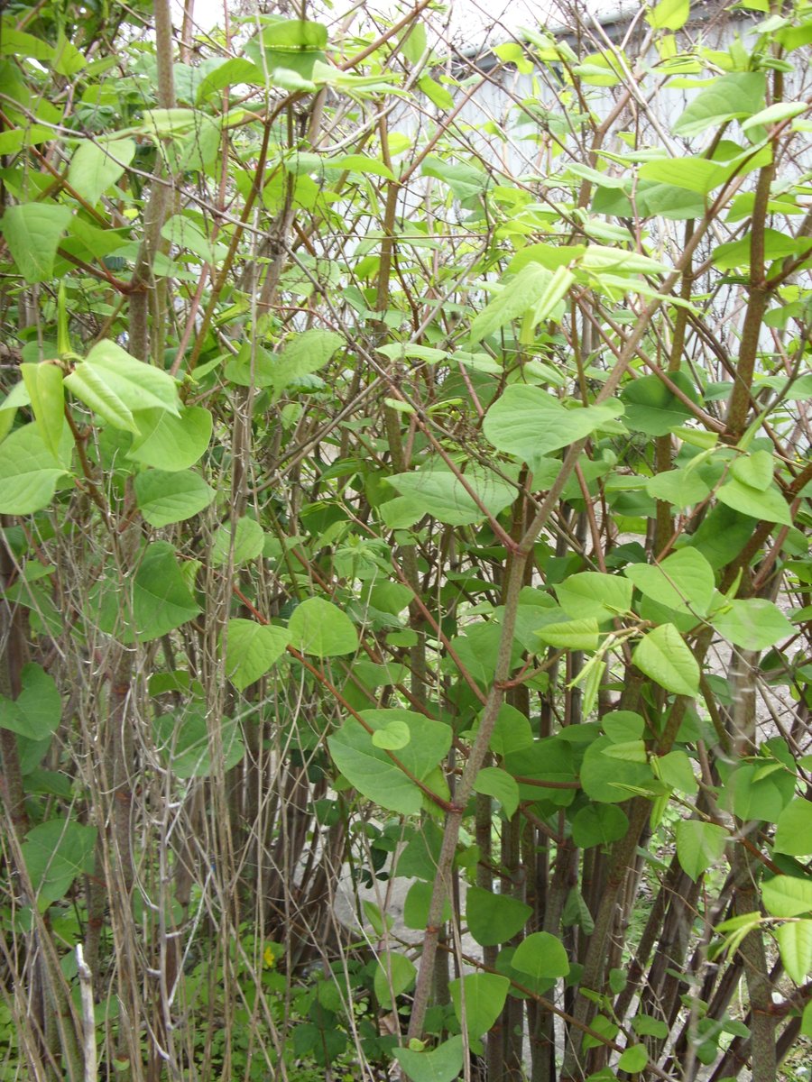 IVMLtd's tweet photo. #JapaneseKnotweed Identification Photo (May). Visit our website at www.knotweed-uk.comfor more details & treatment options #InvasiveWeeds #Knotweed #Treatment #InvasiveVegetation #InvasiveWeedTreatment #InvasiveWeedControl https://t.co/Af5T4QgbP8