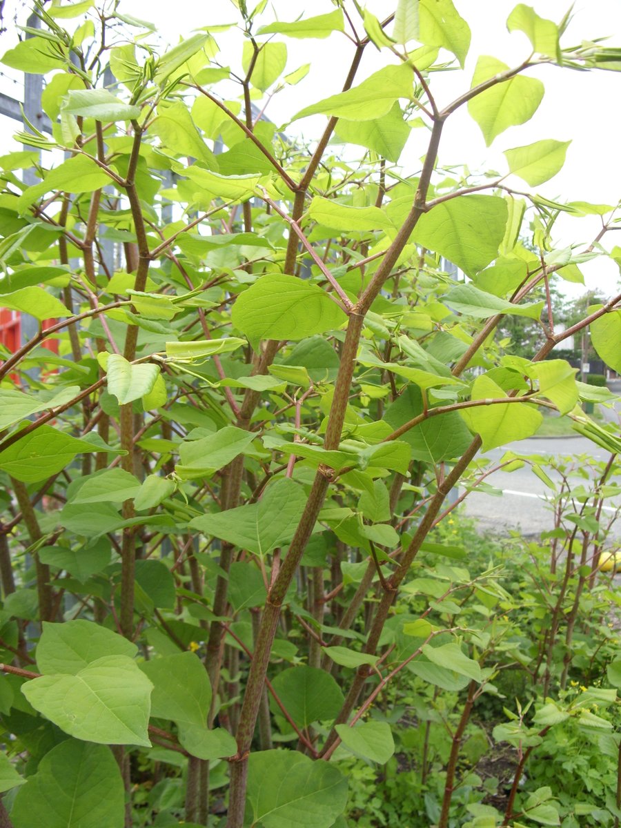 IVMLtd's tweet photo. #JapaneseKnotweed Identification Photo (May). Visit our website at www.knotweed-uk.comfor more details & treatment options #InvasiveWeeds #Knotweed #Treatment #InvasiveVegetation #InvasiveWeedTreatment #InvasiveWeedControl https://t.co/Af5T4QgbP8