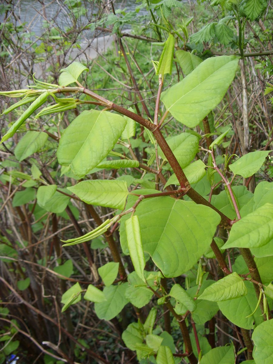 IVMLtd's tweet photo. #JapaneseKnotweed Identification Photo (May). Visit our website at www.knotweed-uk.comfor more details & treatment options #InvasiveWeeds #Knotweed #Treatment #InvasiveVegetation #InvasiveWeedTreatment #InvasiveWeedControl https://t.co/Af5T4QgbP8