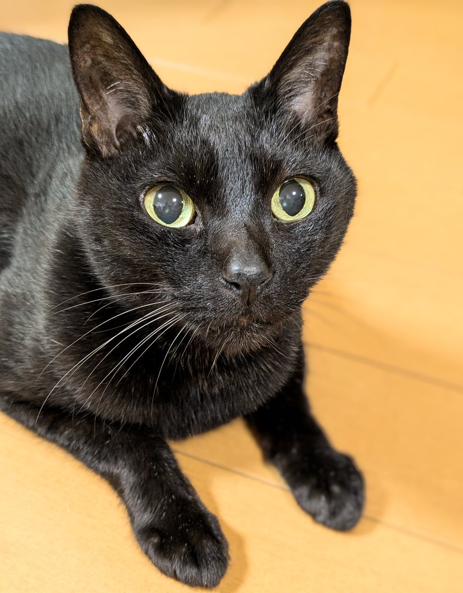 カメラ目線の伊達男☺️
#クロラ #黒猫 #黒猫同盟 #黒猫感謝祭