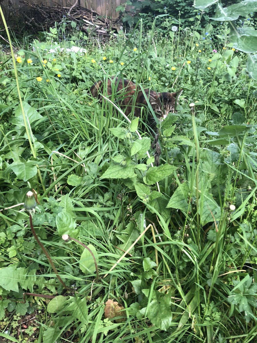 No Mow May is half way through in our garden. The pollinators are enjoying it, and Little Paws is taking the opportunity to indulge her inner tiger. #nomowmay #croydon