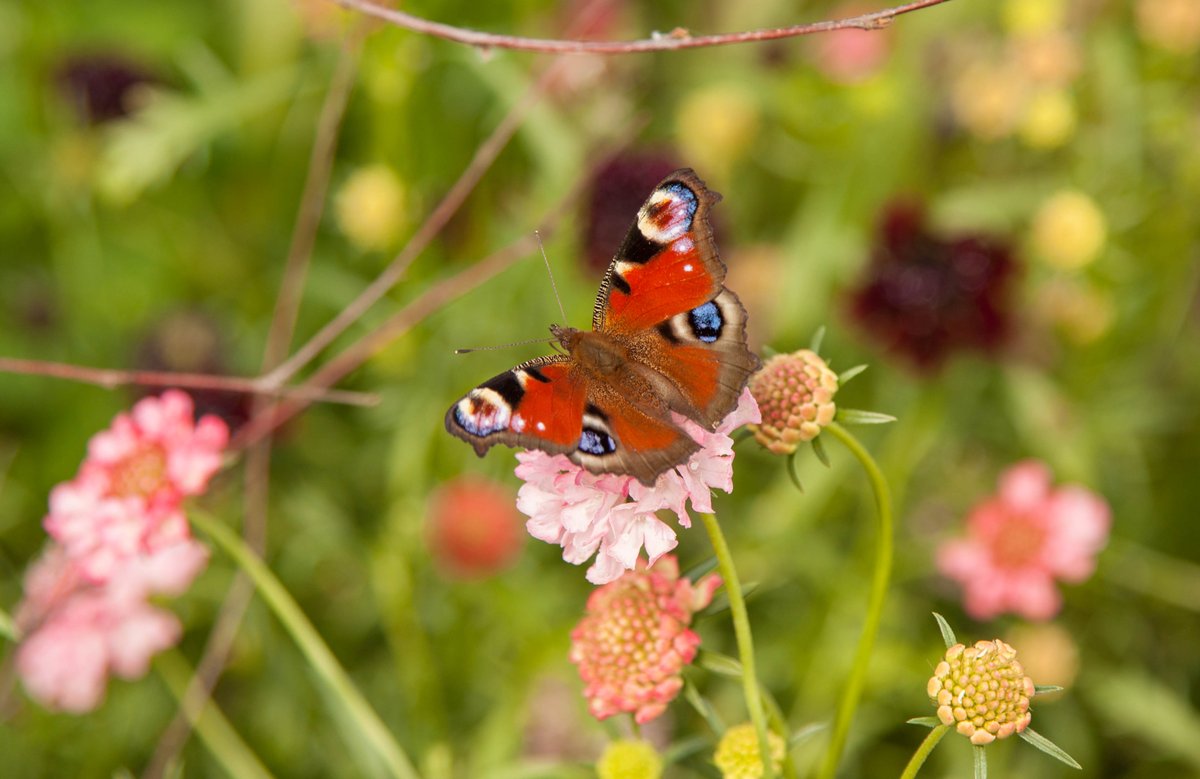 Connect with nature using all your senses🌿

Taking quiet time in nature boosts mental health. Listen for birdsong, watch bees and butterflies, and notice clouds' movement.

Even a short time in nature can bring calm and joy.

doddingtonhall.com/wellbeing

#MentalHealthAwarenessWeek