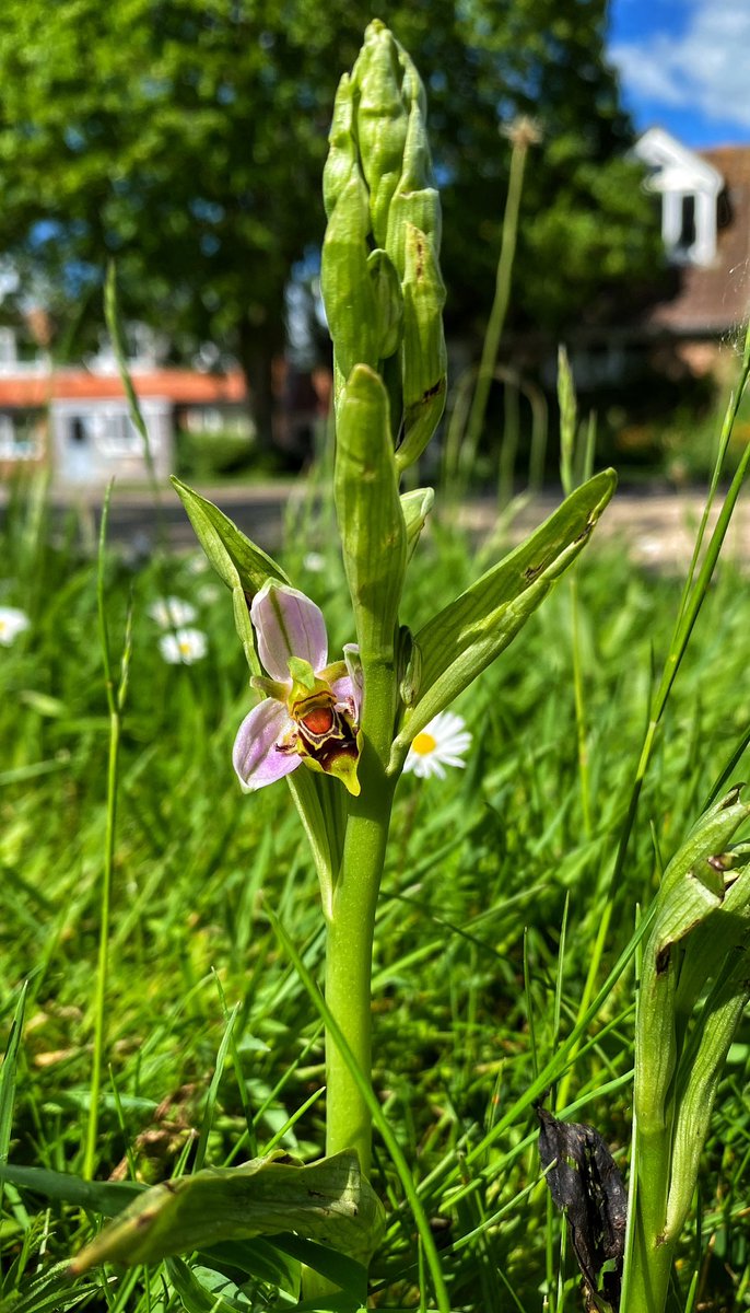 At last the first of our colony of bee orchids has begun to flower on a warm sunny verge near to where visitors pass by at @WWTSlimbridge @slimbridge_wild @BSBIbotany @wildflower_hour @Britainsorchids