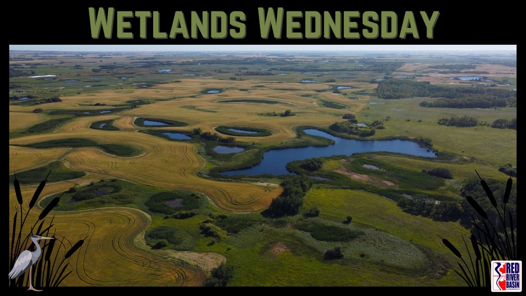 Undrained wetlands are important to agricultural water management and adapting to climate extremes. Wetlands can be a key part of sustainable agriculture, and provide many benefits for producers, municipalities, and the environment.
youtube.com/watch?v=2oKDYB…
#WetlandsWednesday
