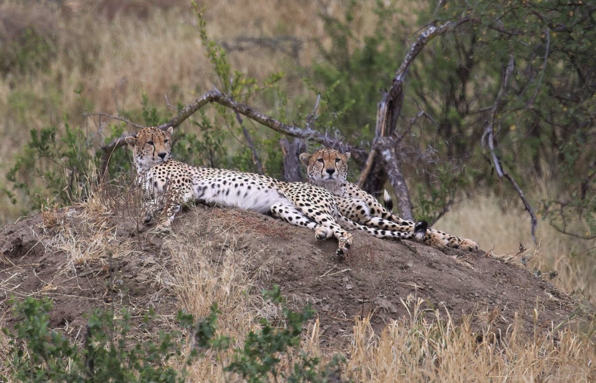 Happy #WildlifeWednesday! Here is a photograph that I took of two cheetahs in Kenya – hanging out and pondering the future of genomics!