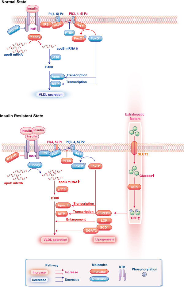 Hepatic selective insulin resistance at the intersection of insulin signaling and metabolic dysfunction-associated steatotic liver disease dlvr.it/T6wc1S