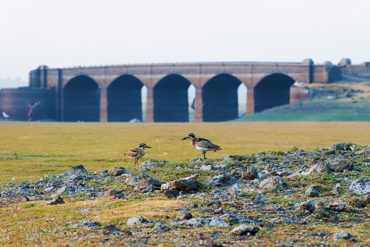 The Sanctified Lives Behind British Era! 

#greatthickknee @pargaien @UKNikon #indiaves @Natures_Voice #ThePhotoHour #BBCWildlifePOTD @AnimalPlanet @DiscoverKorea_ @WildlifeMag @NikonUSA #natgeoindia #BirdsOfTwitter @DiscoverMag #BirdsSeenIn2024 #birding @BNHSIndia @BBCEarth