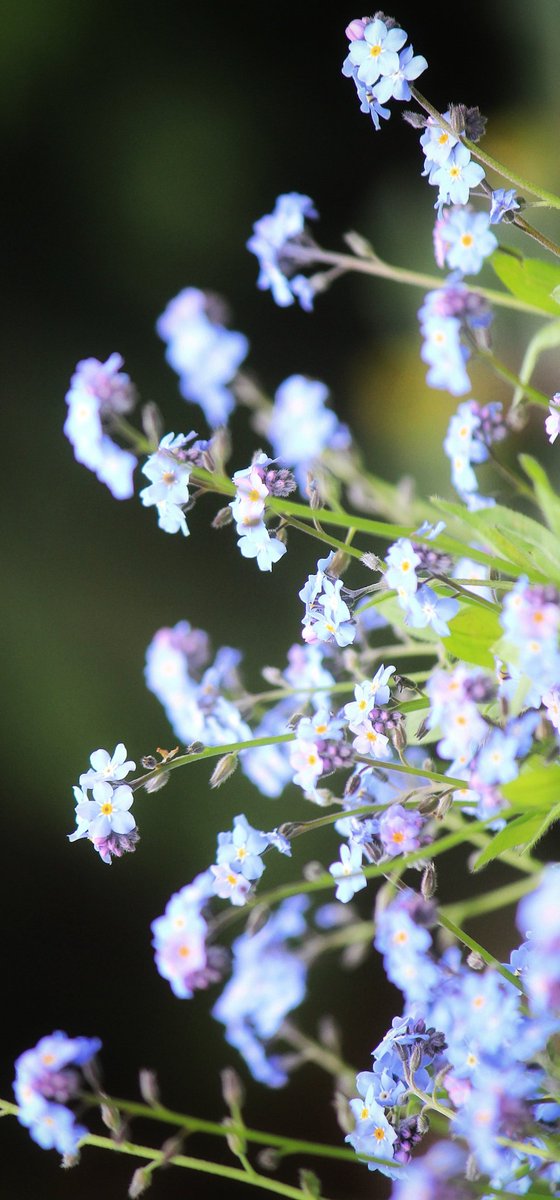 Forget-me-nots..