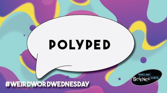 Centipedes, millipedes—oh, my!
These critters are considered polyps because of their many legs!
#LetsScience #WeirdWordWednesday