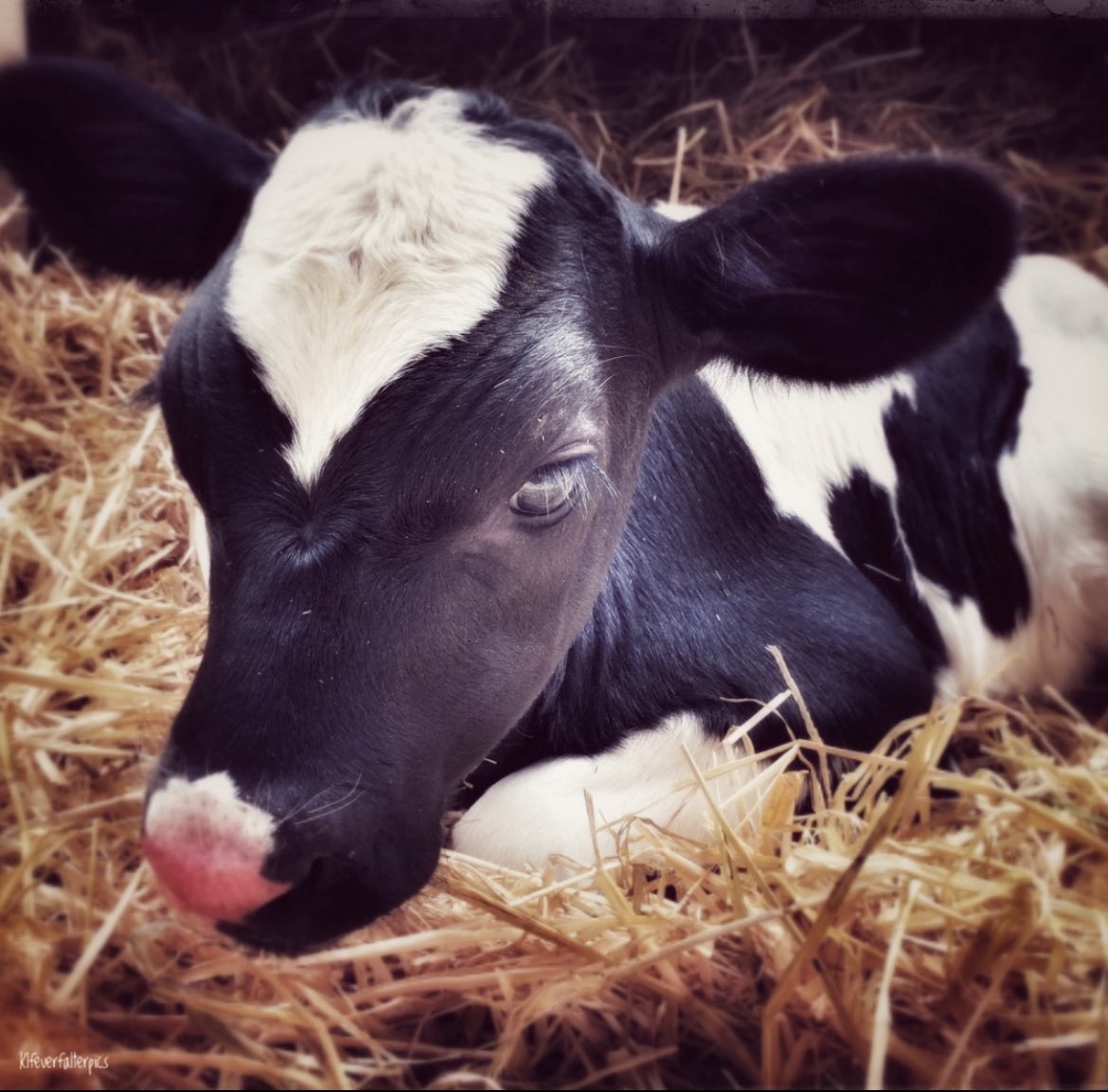 🧚‍♀️Ich mag Kühe , Kälber und photographiere die auch sehr gerne. Die 4 Bilder mag ich am liebsten . 
#SchoenesGegenDoofes 🐄 
#Kühe 🐮