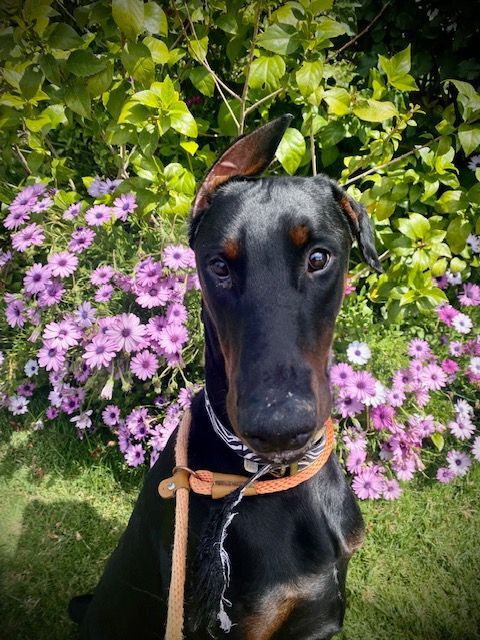 PET ADOPTION ALERT: Bugsy is a 2 year old, 65 pound, adorable, sweet Doberman who’s great with people and dogs but not cat tested. Fixed, chipped and has his shots.
PLEASE CALL DON'T TEXT 310-285-3221 or email immanuel222@att.net. #adoptdontshop #dogs #animalrescue #foreverhome
