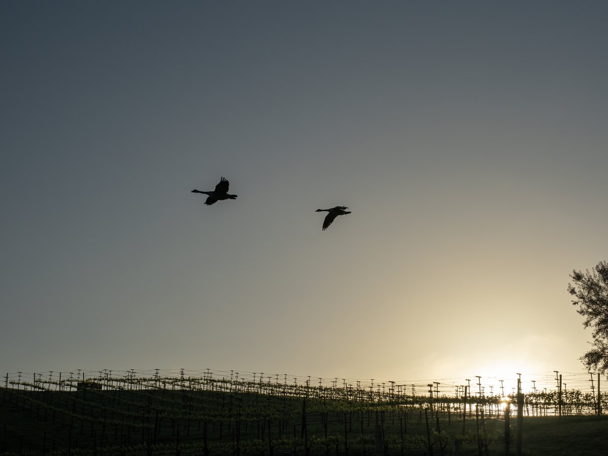 Pride Wines tweet media