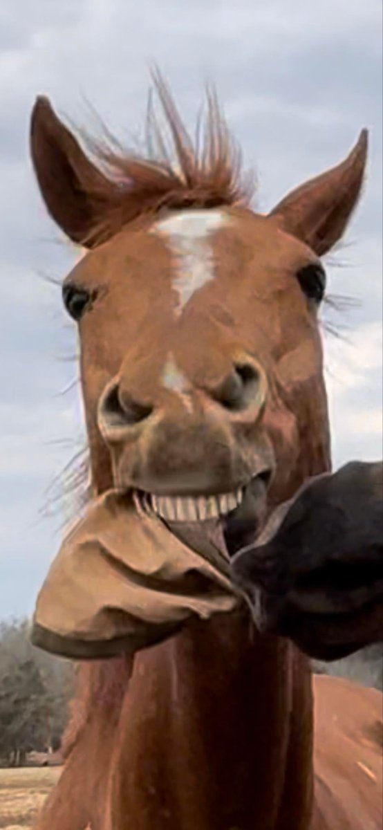 I'm not sure if I should be afraid or amused by this face!

#SES #SilverEagleStable #WackyWednesday #WW #Horses #BarnLife #BeAfraidBeVeryAfraid #WeAreAllCrazyHere