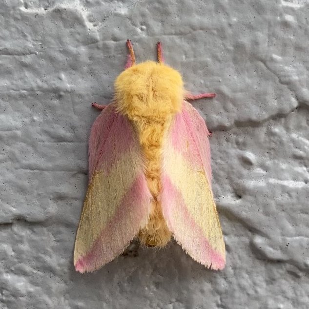 On Wednesdays, we wear pink (and yellow)! 📷Rosy Maple Moth