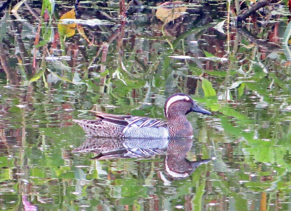 #BirdsOfTwitter #BirdsUp #NatgeoIndia #BirdsOfTwitter #TwitterNaturePhotography @worldbirds32 @bird #birds Garganey enjoying its swim in the waters near Mhow!! @Avibase @IndiAves