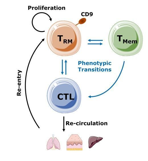 This #JLB editorial by Li and Zhang highlights the significant role of CD9+ tissue-resident memory (Trm) cells in autoimmune diseases, specifically in Sjogren's syndrome. buff.ly/44zPKVg