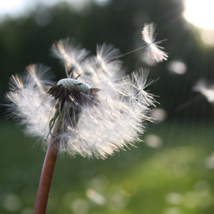 Childhood memories flood back at the sight of dandelion clocks. Chasing fluffy white puffs, making wishes with each blow. 
#lawnisyawn #nomow #may
