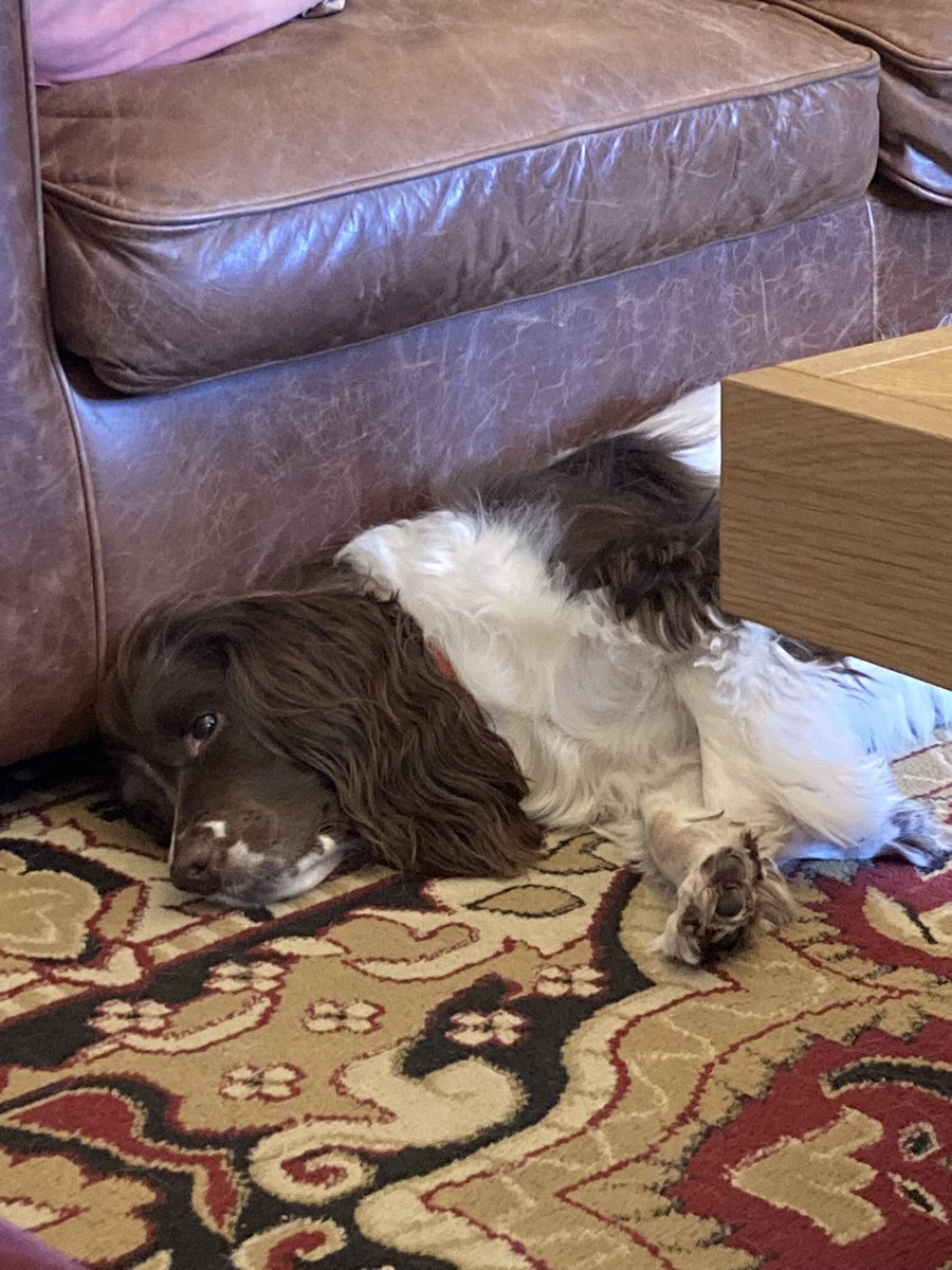 Dad promised to take me out nearly 2 minutes ago, so I’m going on strike and sulking bigtime  #dogsoftwitter #DogsOnTwitter #spaniels #SpanielHour 😃🐶❤️