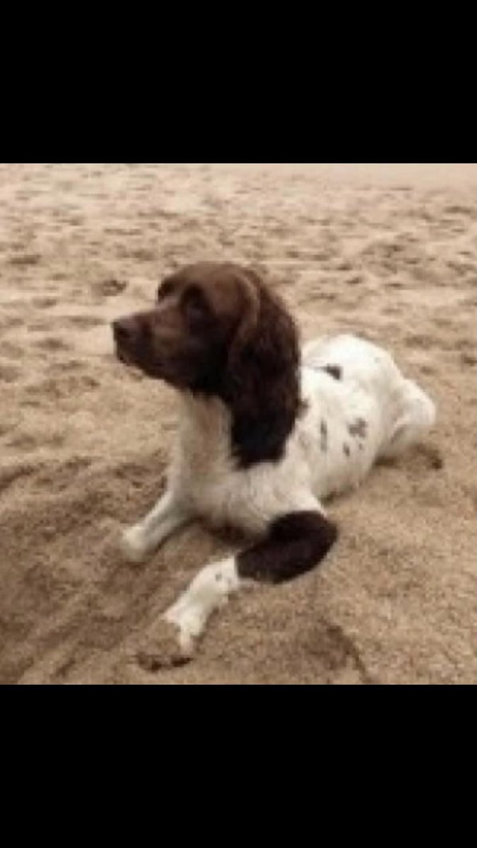 #SpanielHour

ALAN 
Still #Missing Male #ESS Liver & White
Since 5/11/2016
#Kerris Area #Penzance #CORNWALL #TR19 
!Spooked by fireworks & seen by farmer 6pm eve of disappearance running in fields!
Was he found/kept #TheftByFinding 

doglost.co.uk/dog-blog.php?d…