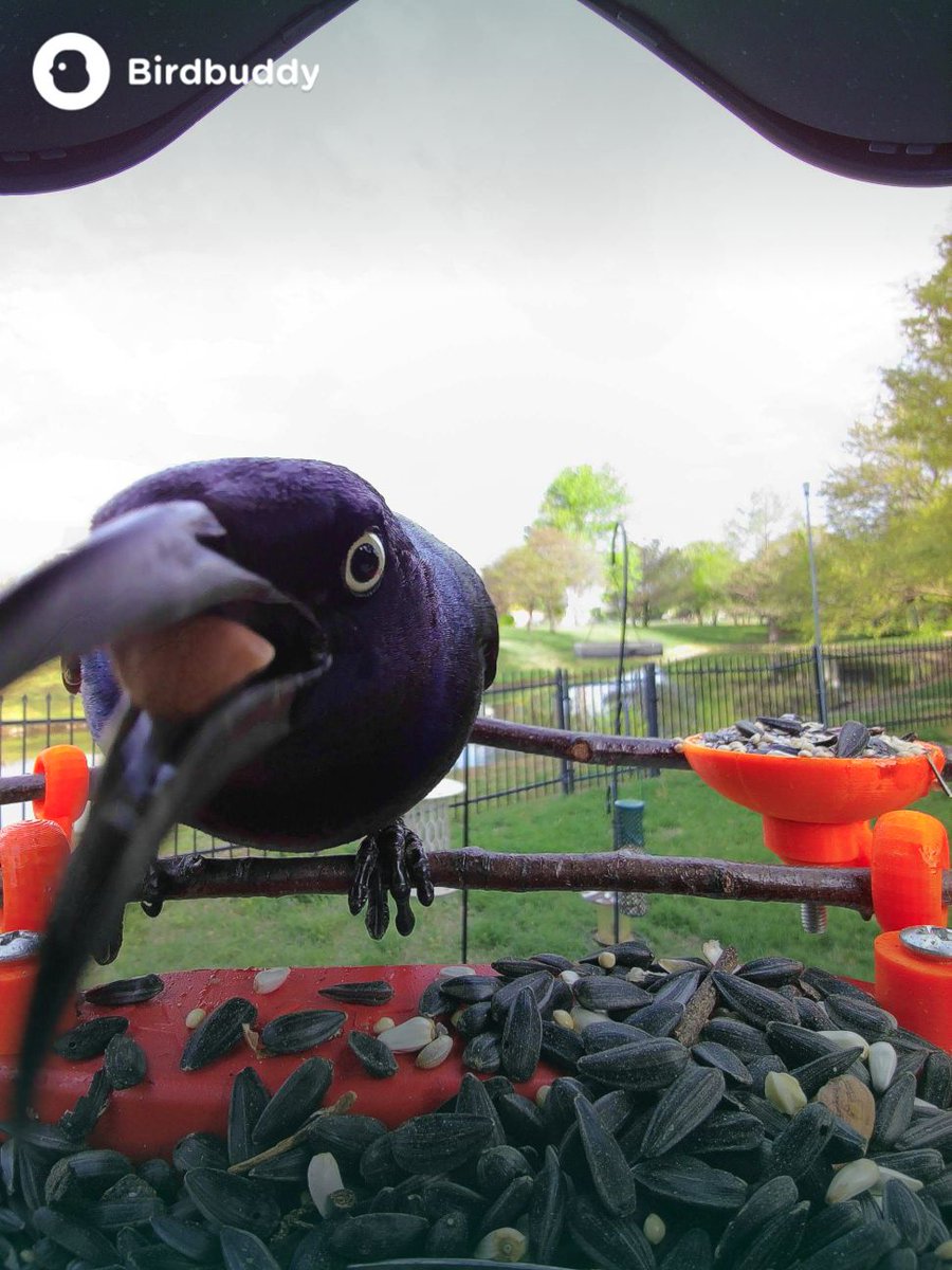 ColbyRatz's tweet photo. @HackingDave If you want a cool bird feeder, I'm a huge fan of the Bird Buddy. I've been designing  and 3D printing some accessories for it as well. https://t.co/h0IqYHSwir